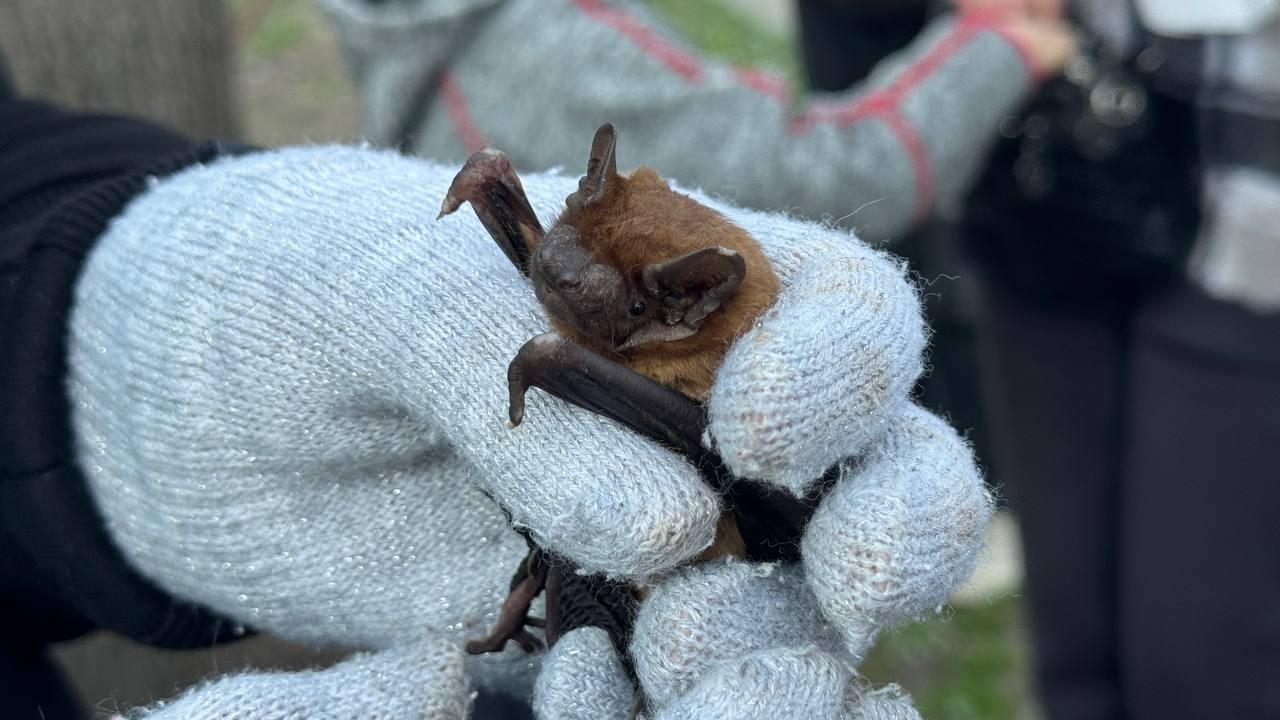 У Франківську випустили на волю майже пів сотні врятованих кажанів
