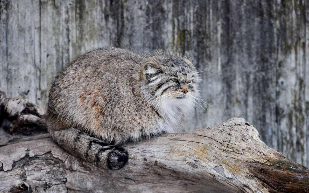 У Карпатах зафіксували лісового кота