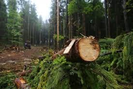 На Косівщині лісничий допустив самовільні рубки на майже 2,7 млн грн