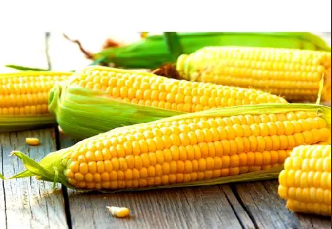 Технологія вирощування кукурудзи: детальний гайд від посіву до врожаю