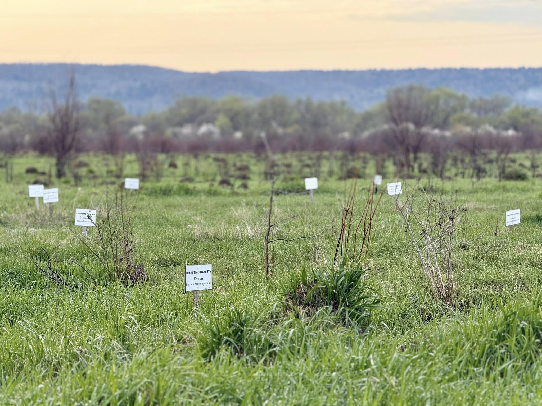 Місце сили і шани: у Калуші оновлять дубову алею пам’яті Героїв