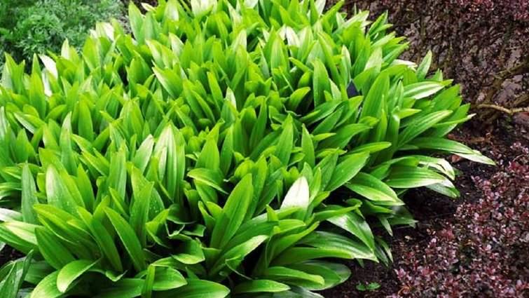 Спортивний медик помер після вживання отруйної рослини замість черемші