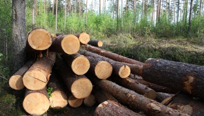 Карпатський нацпарк має сплатити майже 600 тисяч гривень за незаконну вирубку дерев