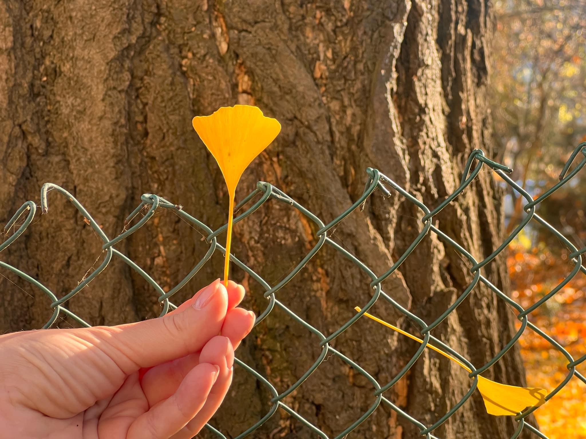 Аби місто не втратило тінь: у Франківську презентують екомаршрут віковими деревами