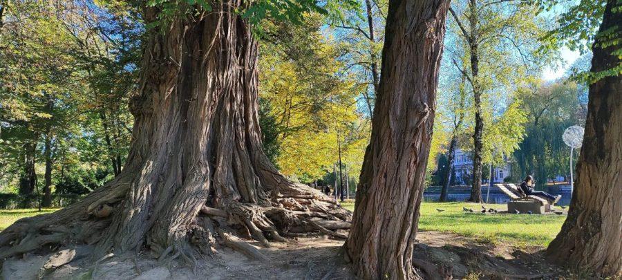 Акація з франківського парку посіла шосте місце в міжнародному конкурсі