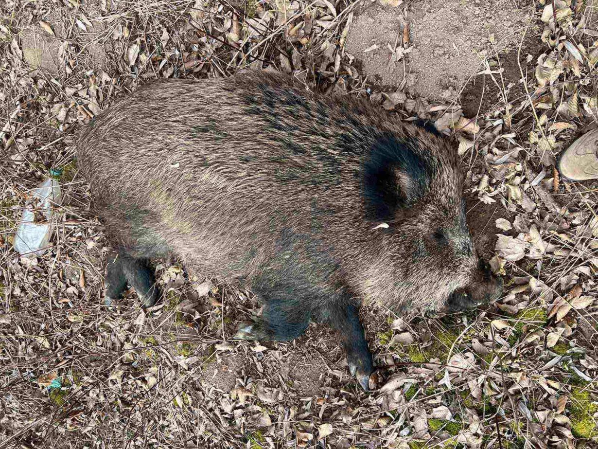 На Тлумаччині від африканської чуми свиней померли дикі кабани