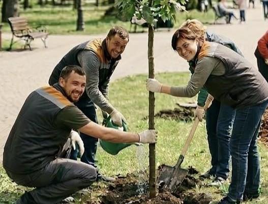 У Франківську оголосили тендери на висадку дерев та догляд за насадженнями