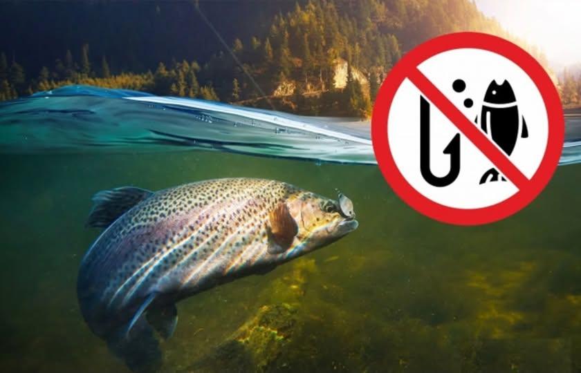 На Прикарпатті до весни заборонили вилов струмкової форелі